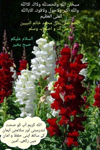 Photo of Zoonish Afzal