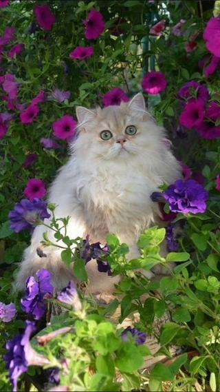 Photo of Saman Fatima